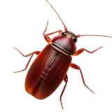 American Cockroach identification illustration — Houston pest library