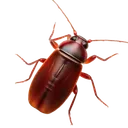 American Cockroach identification illustration — Houston pest library