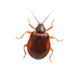 Bed Bugs identification illustration — Houston pest library