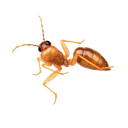 Drywood Termites identification illustration — Houston pest library