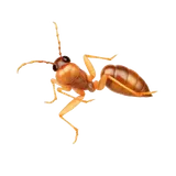 Drywood Termites identification illustration — Houston pest library