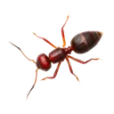 Fire Ants identification illustration — Houston pest library