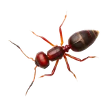 Fire Ants identification illustration — Houston pest library