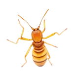 Formosan Termites identification illustration — Houston pest library