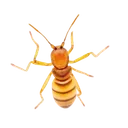 Formosan Termites identification illustration — Houston pest library