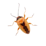 German Cockroach identification illustration — Houston pest library