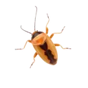 German Cockroach identification illustration — Houston pest library