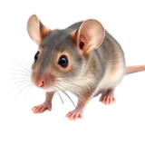 Mice identification illustration — Houston pest library