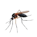Mosquitoes identification illustration — Houston pest library