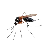 Mosquitoes identification illustration — Houston pest library