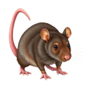 Rats identification illustration — Houston pest library