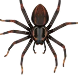 Spiders identification illustration — Houston pest library