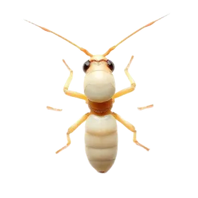 Subterranean Termites identification illustration — Houston pest library