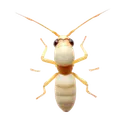 Subterranean Termites identification illustration — Houston pest library